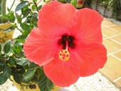 Hibiscus Picture